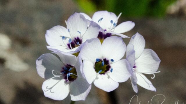 Gilia tricolor ssp. tricolor Bird's eye gilia