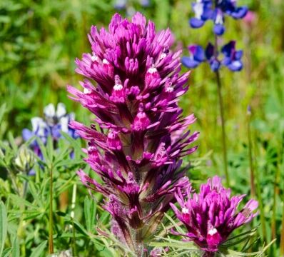 Castilleja exserta ssp. exserta Purple owl's clover