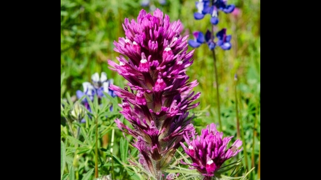 Castilleja exserta ssp. exserta Purple owl's clover