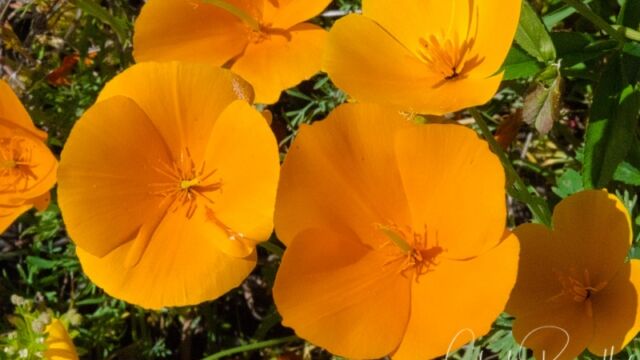 Eschscholzia caespitosa Foothill poppy