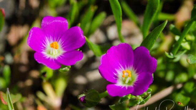 Calandrinia menziesii Red maids