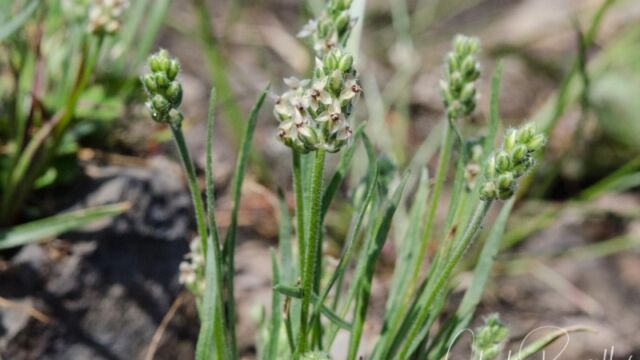 Plantago erecta California plantain