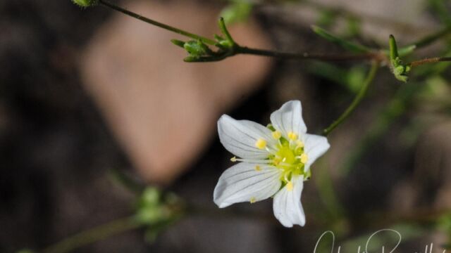 Minuartia douglasii Douglas' sandwort