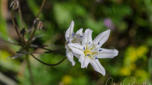 aka Glass Hyacinth. Triteleia lilacina. Note violet anthers Lilac pretty face