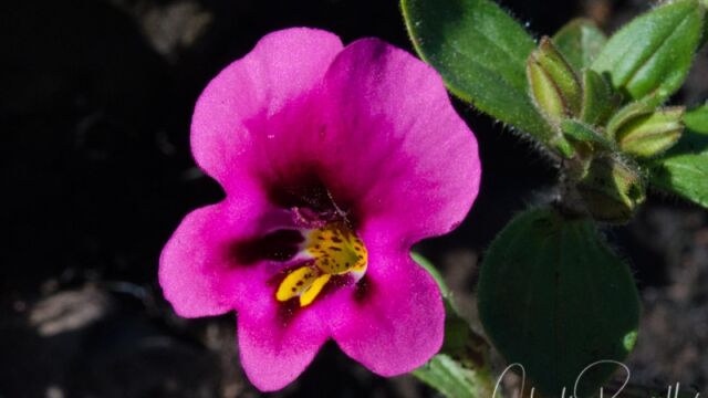 Diplacus kelloggii (Mimulus kelloggii) Kellogg's monkeyflower