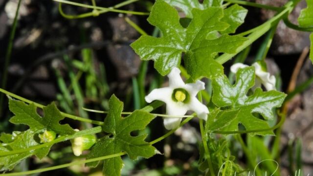 Marah fabacea California man-root