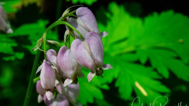 Dicentra formosa Western bleeding heart