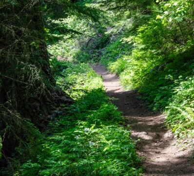 The majority of the trail is through the shaded woods along the side of the mountain Tire Mountain trail
