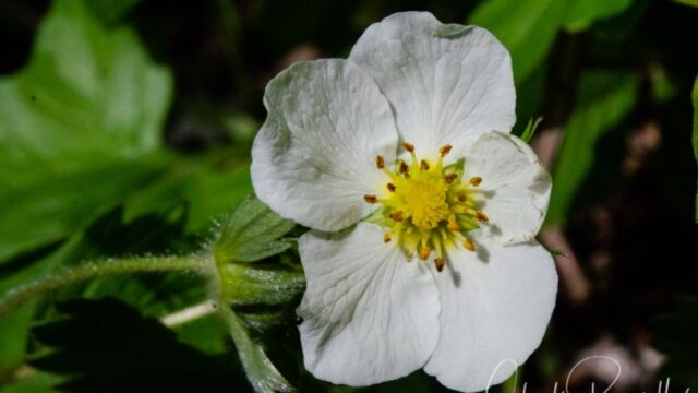 Fragaria vesca Woods strawberry
