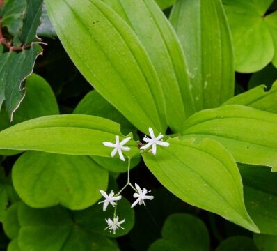 Maianthemum stellatum Starry false solomon’s seal