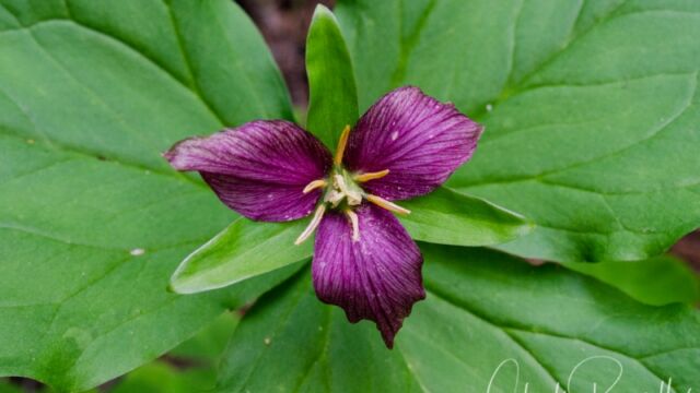 Trillium ovatum Western trillium