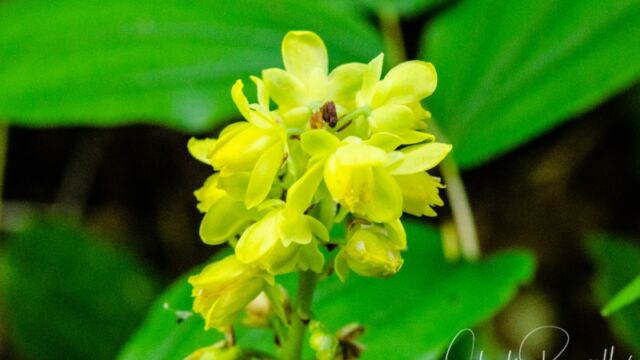 Berberis nervosa Cascade Oregon grape