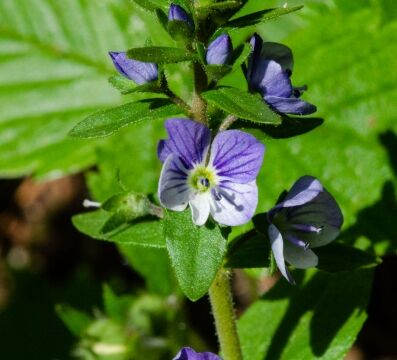 Veronica arvensis Speedwell