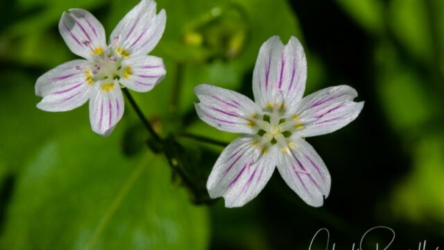 Claytonia lanceolata Western Spring Beauty