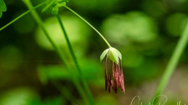 Thalictrum occidentale Western meadowrue