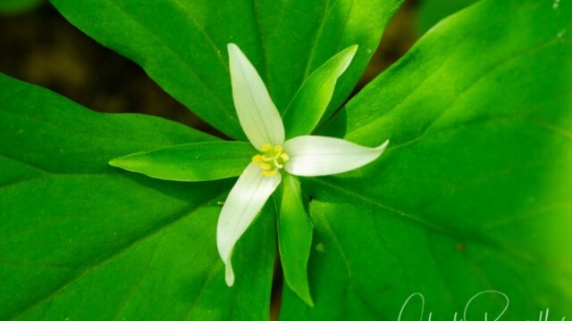 Trillium ovatum Western trillium