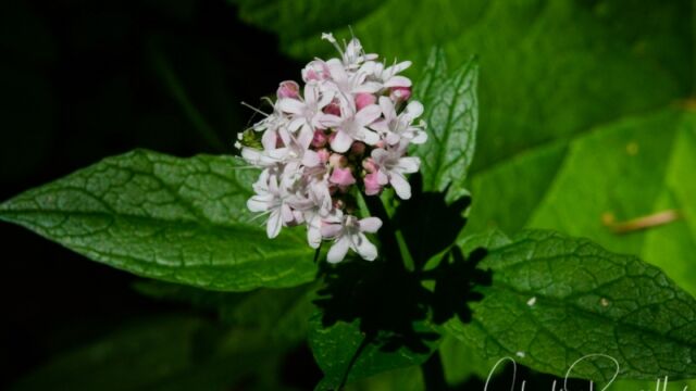 aka Rosy plectritus. Plectritis congesta Sea blush