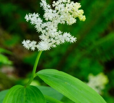 Maianthemum racemosum Feathery false solomon’s seal-
