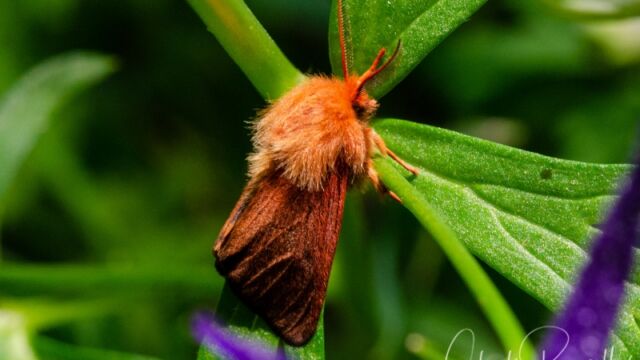 Phragmatobia fuliginosa Ruby tiger moth