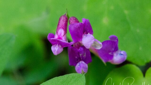 Lathyrus nevadensis Sierra pea