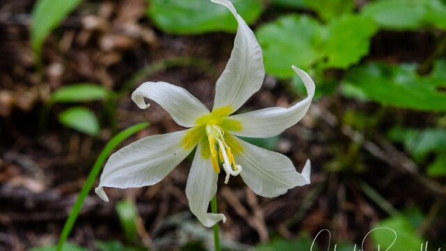 Erythronium oregonum Oregon fawn lily