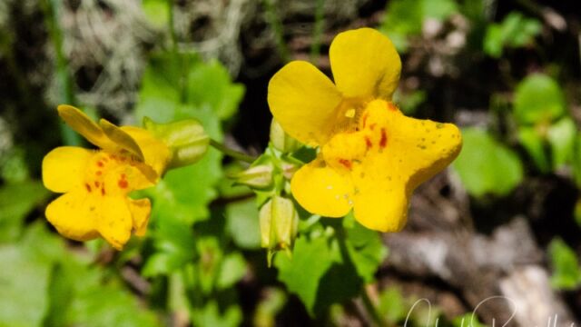 Erythranthe guttata Seep monkey flower