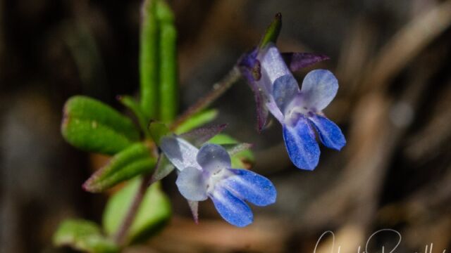 Collinsia parviflora Small flowered blue eyed mary