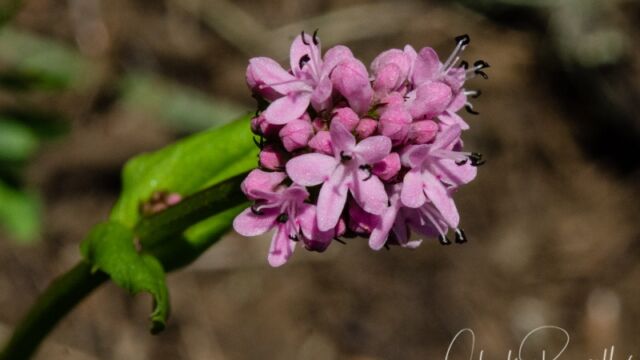 aka Rosy plectritus. Plectritis congesta Sea blush