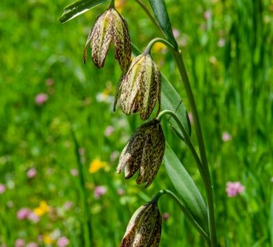 aka Checker lily. Fritillaria affinis Mission bells