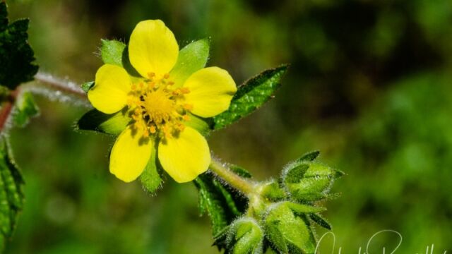 Drymocallis glandulosa Sticky cinquefoil