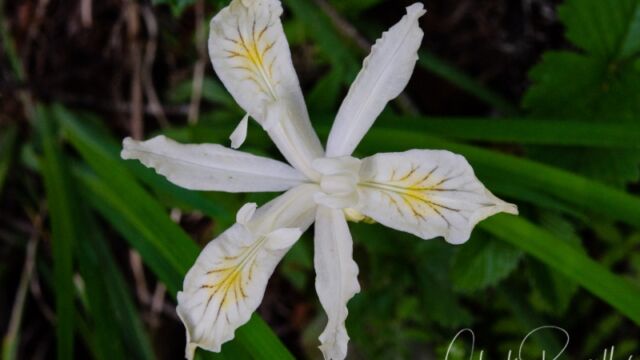 Iris chrysophylla Yellowleaf iris
