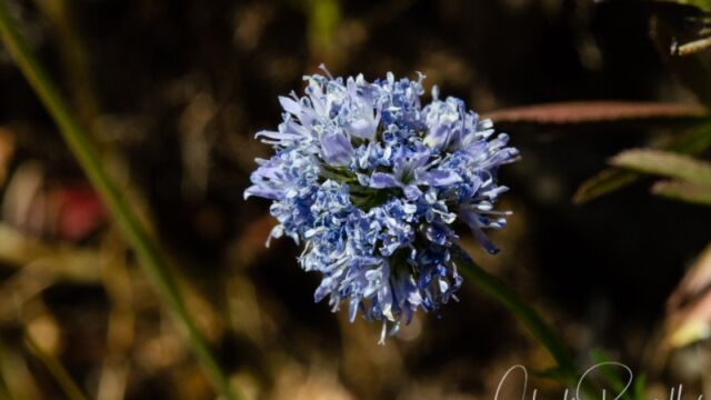 Gilia capitata Bluefield gilia