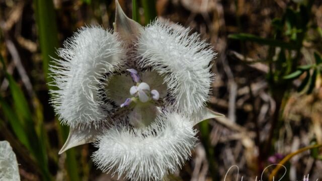 Calochortus tolmiei Pussy ears