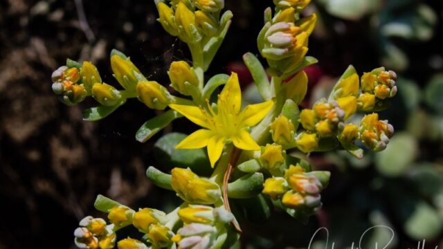 Sedum spathulifolium Broadleaf stonecrop
