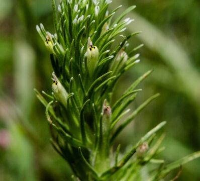 aka Narrow leaf owl's clover. Castilleja attenuata Valley tassels