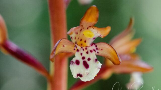 Corallorhiza maculata Spotted coralroot