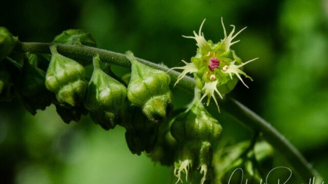 Tellima grandiflora Fringecup