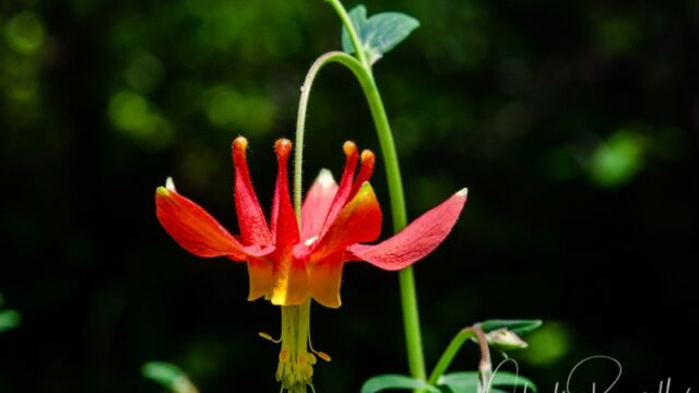 Aquilegia formosa Western columbine