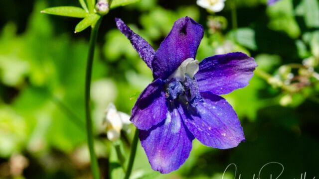 Delphinium menziesii Menzies' larkspur