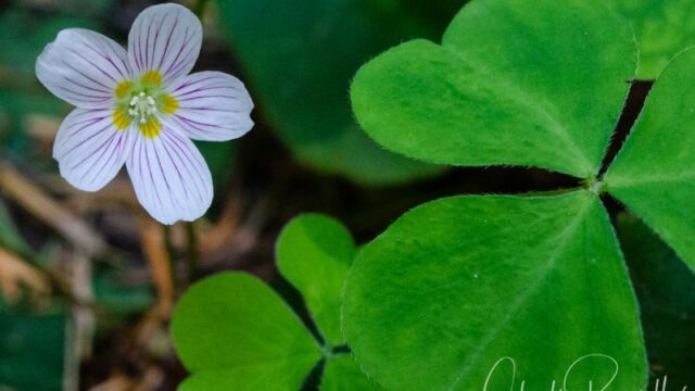 Oxalis oregana Oregon wood sorrel