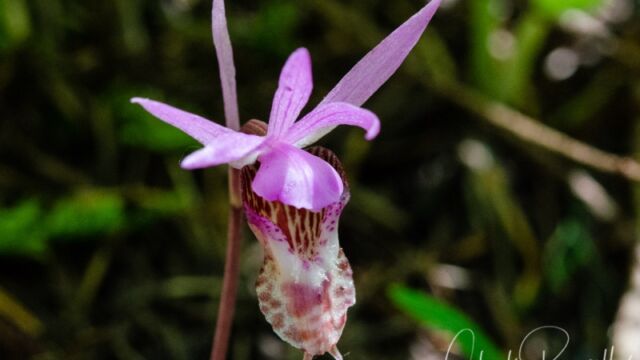 Calypso bulbosa Fairy slipper