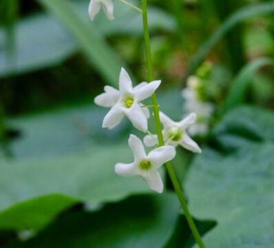 Marah oreganus Coast Manroot