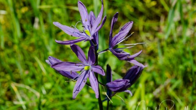 Camassia quamash Common Camas