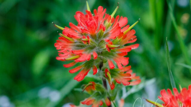 Castilleja hispida Harsh paintbrush