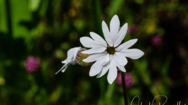 aka Prairie star. Lithophragma parviflorum Woodland star