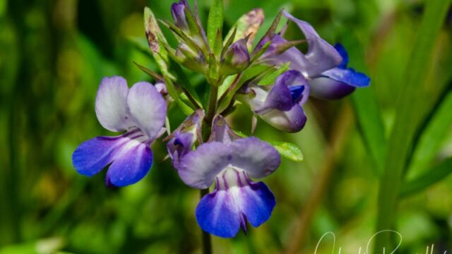 Collinsia grandiflora Large flowered blue eyed mary