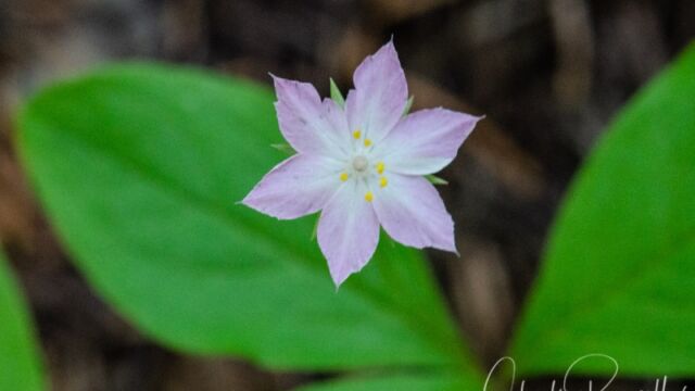 Lysimachia latifolia Pacific starflower