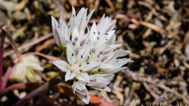 Allium crenulatum Olympic Onion