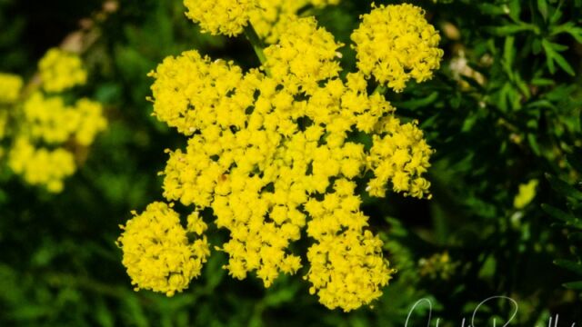 Lomatium utriculatum Spring gold