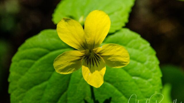 Viola glabella Stream violet
